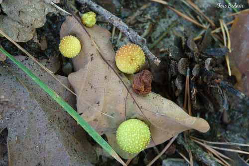 Cynips quercusfolii