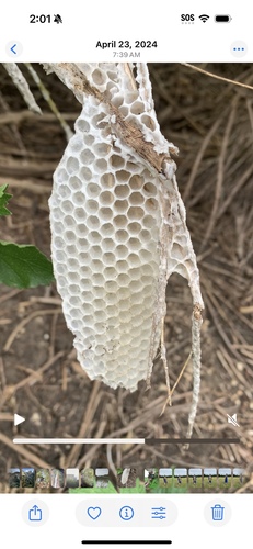iNaturalist observation photo of Western Honey Bee