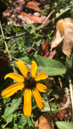 Unknown species found near Woodland Ave, Duluth, MN, US