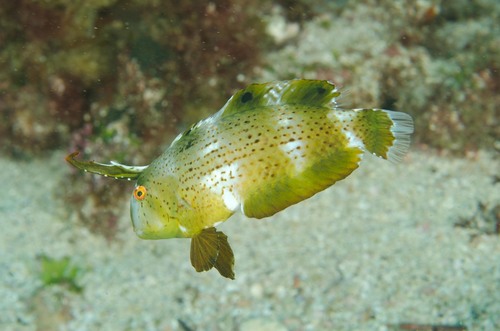 Peacock Razorfish