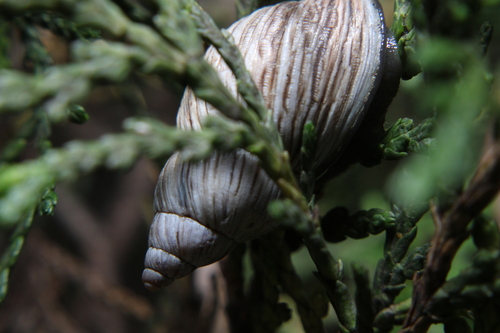 Mesembrinus rudis