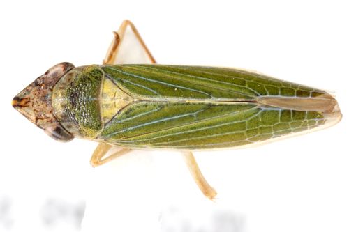 Draeculacephala clypeata image