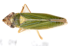 Image of Draeculacephala clypeata