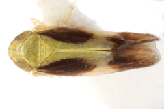 Image of Graminella nigripennis
