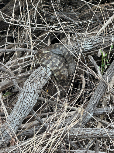 Tiger Snake sighting