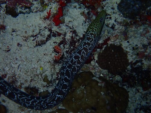 Undulated Moray — seen at this dive site