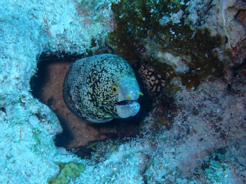 Snowflake Moray — seen at this dive site