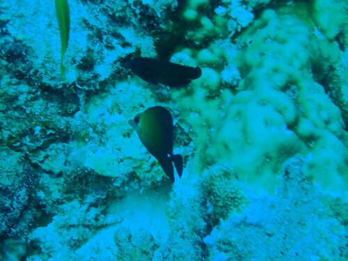 Brown Tang — seen at this dive site