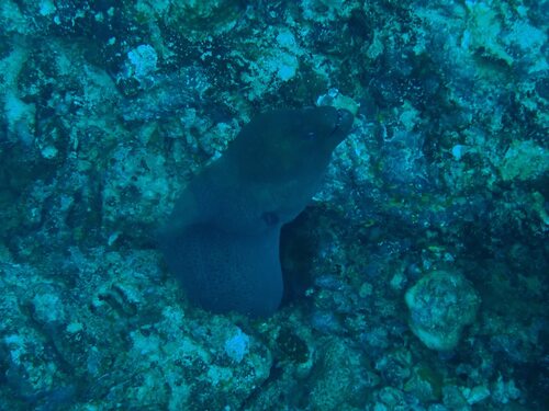 Giant Moray — seen at this dive site