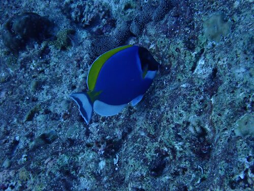 Powder Blue Tang — seen at this dive site