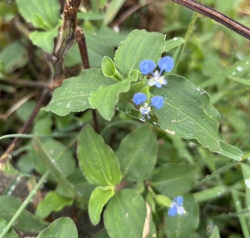 Benghal Dayflower