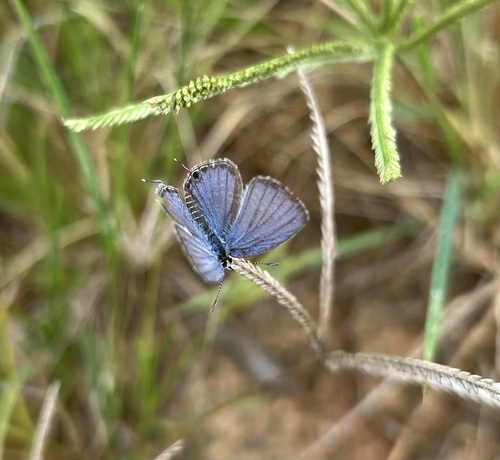 Plains Cupid