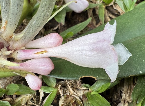 Cyrtandra oblongifolia