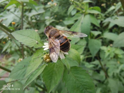 Common Drone Fly