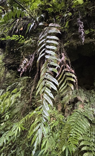 Pteris rangiferina