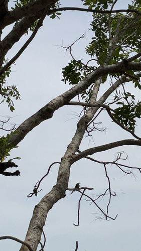 Asian Green Bee-eater