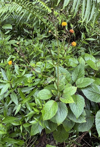 Gynura aurantiaca DC.