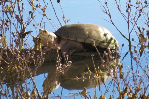 Durango Mud Turtle