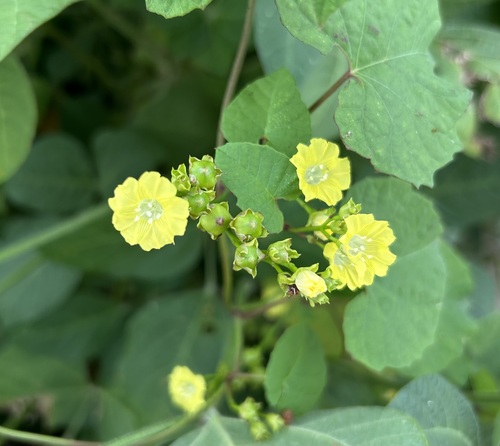Ivy-like Merremia