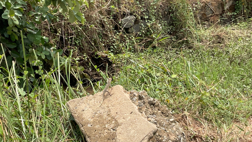 Indian Garden Lizard