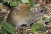 Spiny Rats and Hutias - Photo (c) Juan Fernando Alzate., all rights reserved, uploaded by Juan Fernando Alzate.