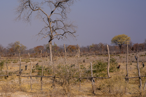 Southern Ground Hornbill