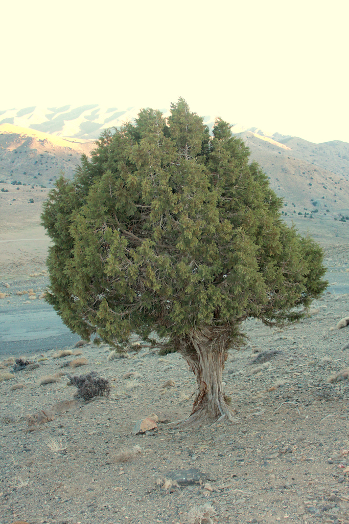 Pashtun juniper