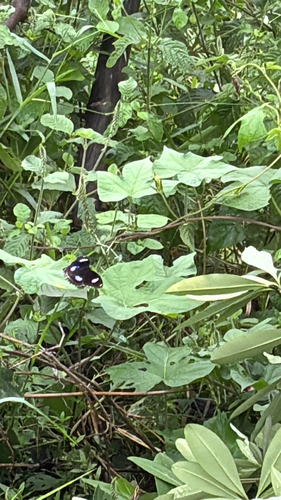 Great Eggfly