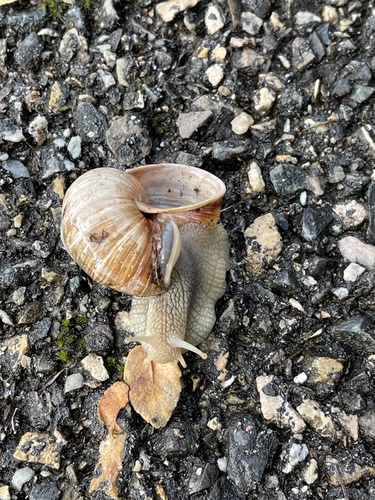 Helix pomatia