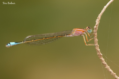 Ischnura saharensis