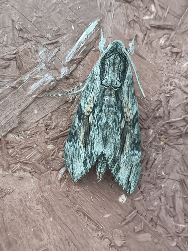 Convolvulus Hawkmoth