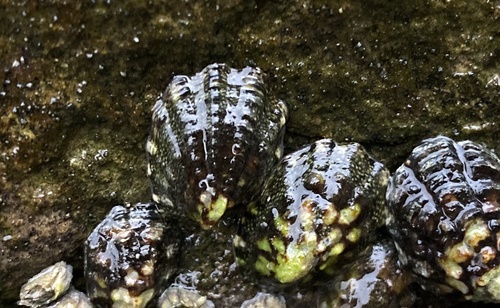 Fingered Limpet