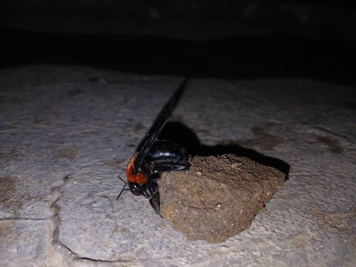 Big Red Large Carpenter Bee