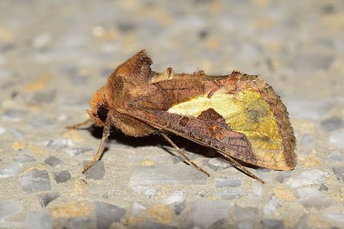 Slender Burnished Brass