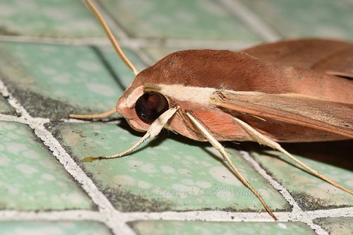 Levant Hawkmoth