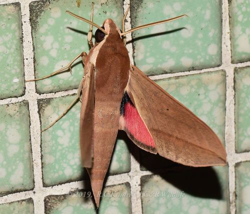 Levant Hawkmoth
