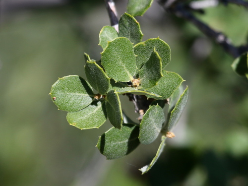 Muller's oak