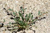 Arizona Pussypaws - Photo (c) Jay Keller, all rights reserved, uploaded by Jay Keller