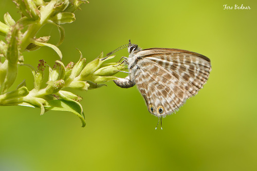 Leptotes pirithous