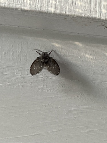 Unknown species found near Center Dr, Ann Arbor, MI, US