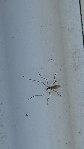 Unknown species found near New York, US