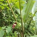 Musa acuminata malaccensis - Photo (c) AZAMUDDEEN NASIR, all rights reserved, uploaded by AZAMUDDEEN NASIR