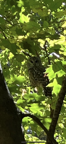 View observation of {o.common_name} on iNaturalist