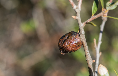 iNaturalist observation photo of Live Oak Apple Gall Wasp