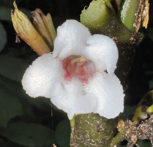 Cyrtandra arborescens