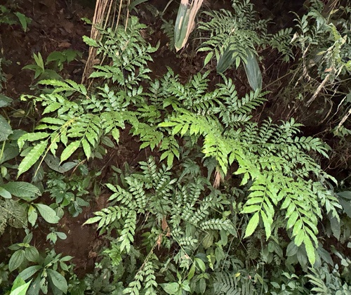 Ptisana sambucina