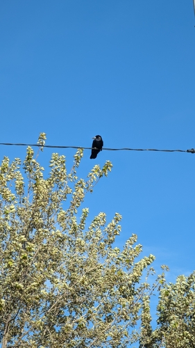 Rook