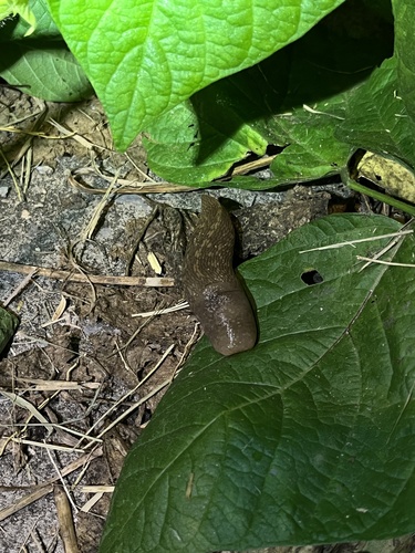 Yellow Cellar Slug