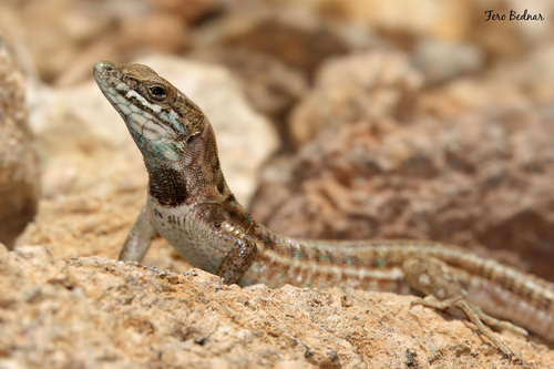 Gallotia atlantica