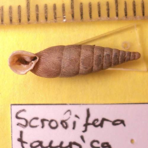 Scrobifera taurica